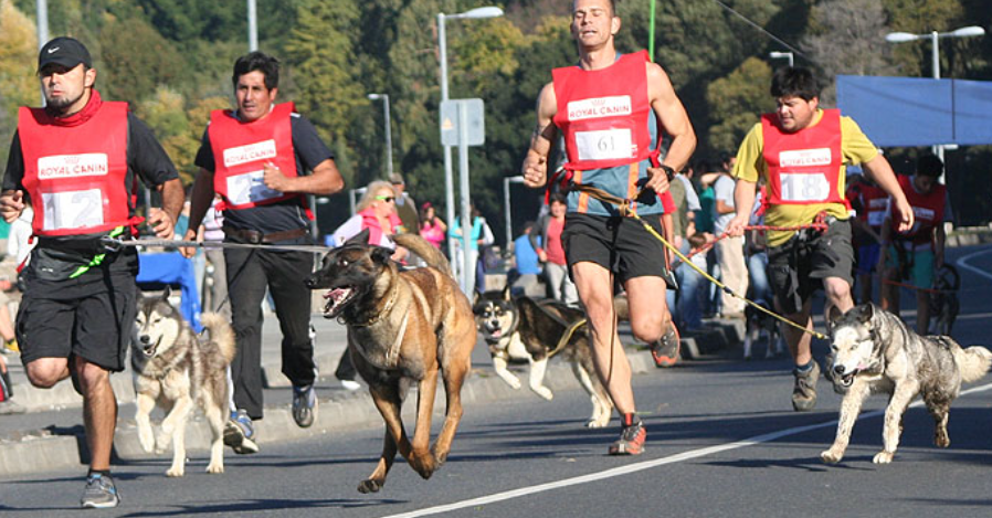 Perro en aventura outdoor de montaña con su guía